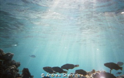 Snorkeling in the shallow passes between motus in Tikehau... by Andrew Shannon 